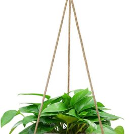 Ceramic Hanging Planter by Growneer